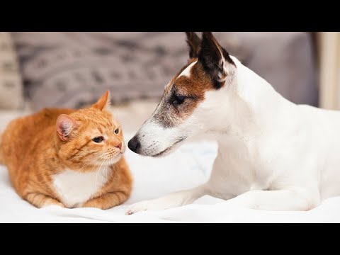 Why Don’t Dogs and Cats Get Along