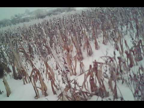 лов на гривяк