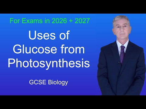GCSE Biology Revision "Uses of Glucose from Photosynthesis"