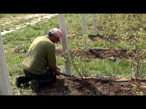 Agro Karavan Aranđelovac 05.05.2019. NAJAVA