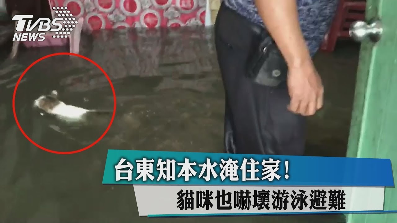 台東知本水淹住家! 貓咪也嚇壞游泳避難
