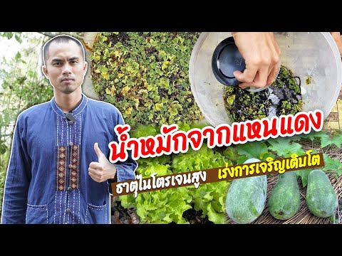 น้ำหมักแหนแดง ธาตุไนโตรเจนสูง เร่งการเจริญเติบโตของพืช