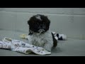 Shih Tzu dogs for sale: MARLEY - Video 1