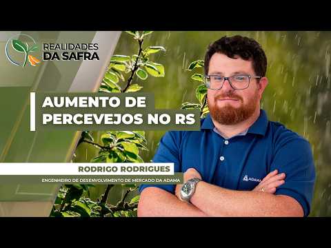 Clima irregular no Rio Grande do Sul contribuiu para o aumento da pressão de percevejos