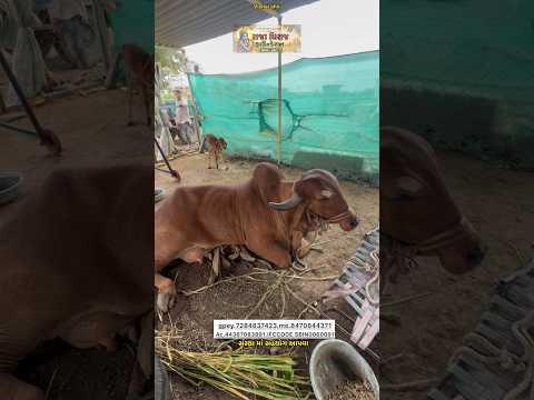 Gau Seva