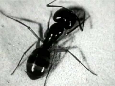 D-Sisive - Ambulance (f/ Tom Waits) [URBNET]