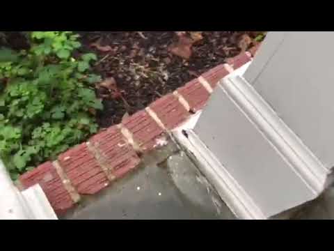 Carpenter Ants Swarm Front Porch in Red Bank, NJ