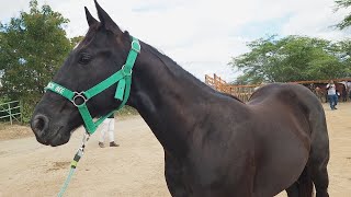 FEIRA DE CAVALOS EM ALTINHO-PE  05-10-2024 #nordeste