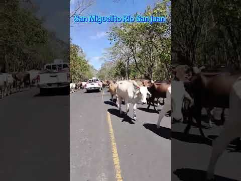 Ganaderia San Miguelito Río San Juan #ganaderia #ganado #ganadero #ganaderos