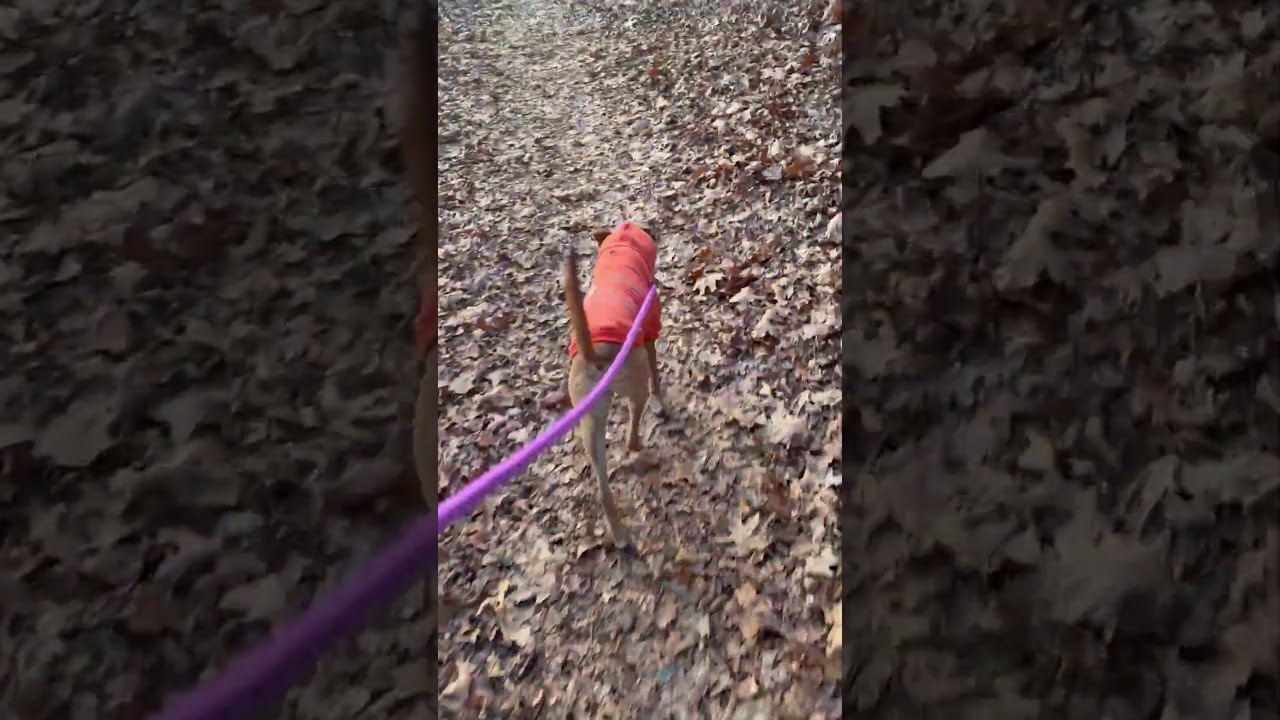 Enlarge Clover, a Adoptable mixed breed in Sparta, NJ video 6/6