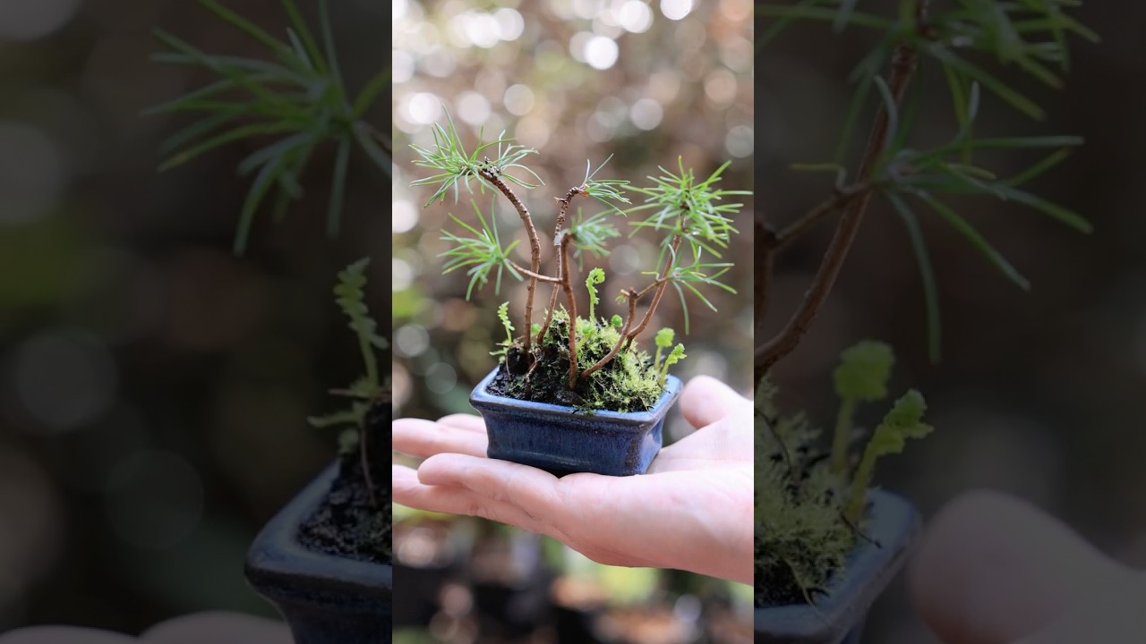 春の松ぼっくり豆盆栽 #bonsai #盆栽
