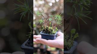 春の松ぼっくり豆盆栽 #bonsai #盆栽