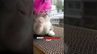 top 3 Friendliest Cat Breeds🤩 (you will love them) #cats #breeds