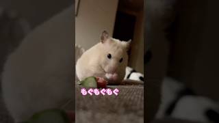 もぐちるもぐちる🐹#ハムスター #キンクマ #かわいい #hamster #癒し #pets
