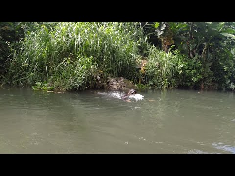 SE02EP116 Part 2 - Ang KARPA na Naging DALAG ( Catch & Cook ) San Pablo City, Laguna