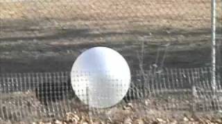 Boston Terriers: Funny Dog Video