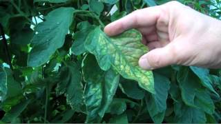 Magnesium Deficiency of Tomato