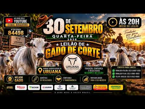Leilão de Gado -  Uruana Leilões - Leilão de Gado de Corte em Goiás @canal.boiadeiro #live #gado
