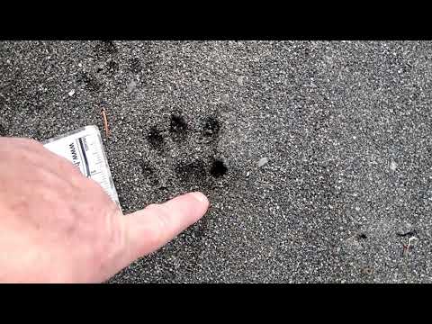 River Otter vs. Raccoon Tracks
