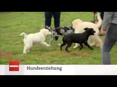 Die Hundeschule Jacobs im Morgenmagazin der ARD 15.10.20