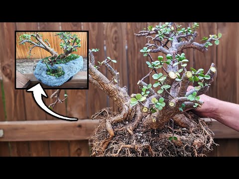 The FASTEST Way to Grow a Thick Bonsai Trunk – Growth Secrets!