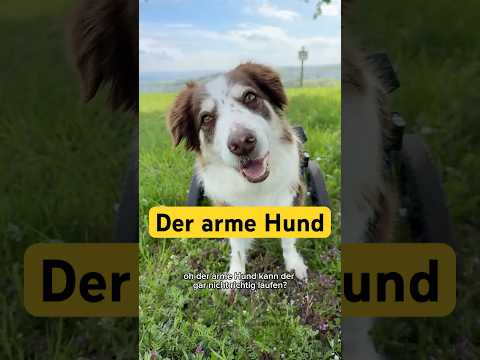 Der arme #hund #bordercollie #dogshorts #disability #handicap #specialneeds #cutedog #shortsviral