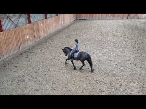 How to ride a perfect 20 meter circle with a Friesian Horse.