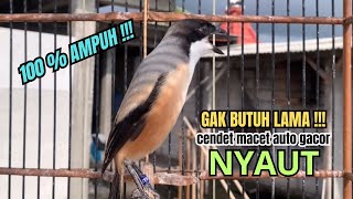 Download lagu burung cendet gacor JITU BONGKAR FULL ISIAN PANCINGAN CENDET AGAR BUNYI,, bikin BURUNG PENTET GACOR mp3