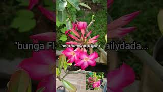Download lagu 'bunga Flamboyan' |lailydimyati |¹⁹⁶⁰ mp3 Download lagu 'bunga Flamboyan' |lailydimyati |¹⁹⁶⁰ mp3