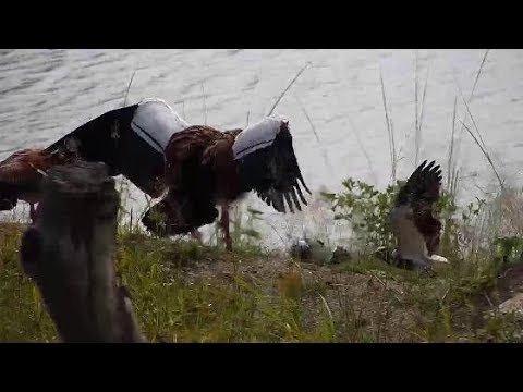 Djuma: Blacksmith Lapwings warn Egyptian Geese away from possible nest area - 09:09 - 03/18/20