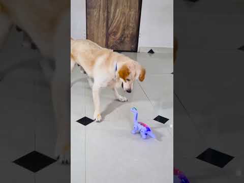 मेरा प्यारा डॉग अपनी गर्लफ्रेंड से क्यों डरता है😱 #funnydogs #shorts