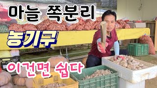 홍산마늘 쪽분리 농기구 만들어 사용하면 쉽게 분리 가능하다