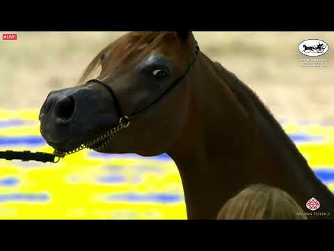 N 60 AJ BANAFSAJ   Dubai International Arabian Horse Championship 2022   Mares 4  6 years old Class
