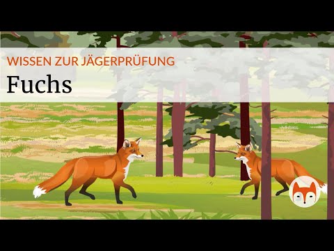🦊 The red fox in hunting law – Everything about its biology, lifestyle and legal classification -...