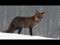 How Animals Survive the Winter (Wildlife Documentary)