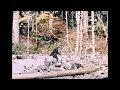 Bigfoot Patterson Gimlin Film Stabilized 10 20 1967