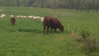 Greg Judy with flerd, one 12&quot; wire for bulls, sheep &amp; guardian dogs