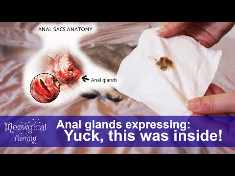 Anal glands cleaning