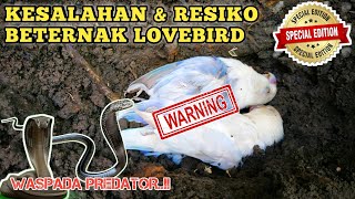 Download lagu KESALAHAN DALAM BETERNAK BURUNG LOVEBIRD KANDANG KOLONI 🔴 Cara ternak lovebird untuk pemula mp3 Download lagu KESALAHAN DALAM BETERNAK BURUNG LOVEBIRD KANDANG KOLONI 🔴 Cara ternak lovebird untuk pemula mp3