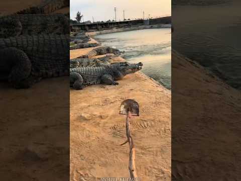 बाप रे तालाब से मगरमच्छ बाहर निकल गए😳#Catsoftiktok #CatLovers #cute #FunnyCats #catcartoon #frying