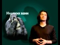 Интересные факты_Выпуск 1_говорящая горилла. 