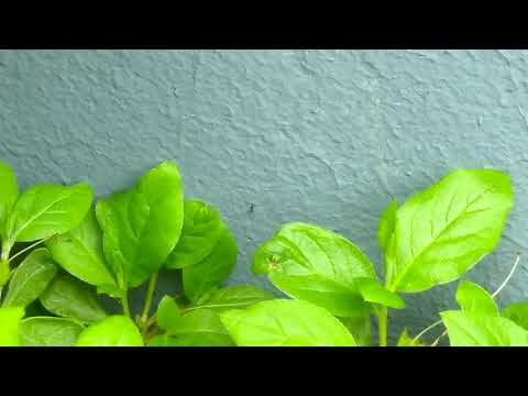 The Social Interaction of Ants in Bradley Beach, NJ