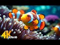 Aquarium 4K VIDEO (ULTRA HD) 🐠 Beautiful Coral Reef Fish - Relaxing Sleep Meditation Music #104