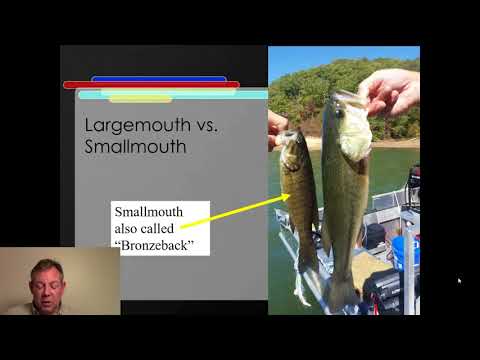 Ichthyology Lecture 35 - KY Families - Sunfish Part 3