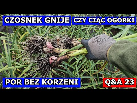 , title : 'Czosnek GNIJE, Por BEZ KORZENI, Ziemia okrzemkowa, Aspiryna, Cięcie Ogórków - Zapytaj uprawa 23 Q&A.'