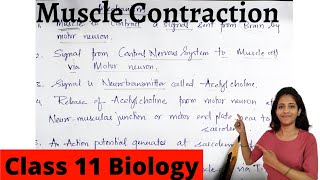 Mechanism of muscle contraction Class 11 Biology | Chapter 20 | Locomotion and movements | NCERT
