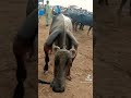 Cow Mandi Lahore 2022