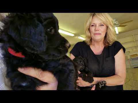 Videos from San Diego Goldendoodles