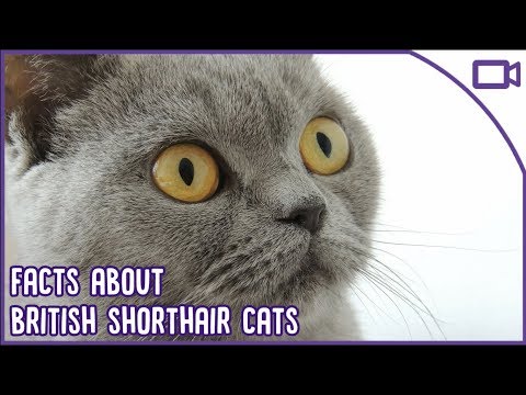 British Shorthair Facts - The CUTEST Breed?!