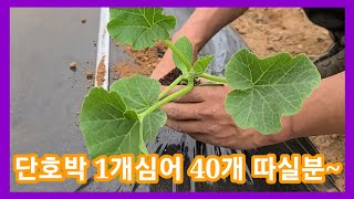 단호박 1개심어 40개 따실분~ 미니밤 단호박 재배방법,미니단호박 보우짱 단호박 심는시기 귀농귀촌,주말농장 …